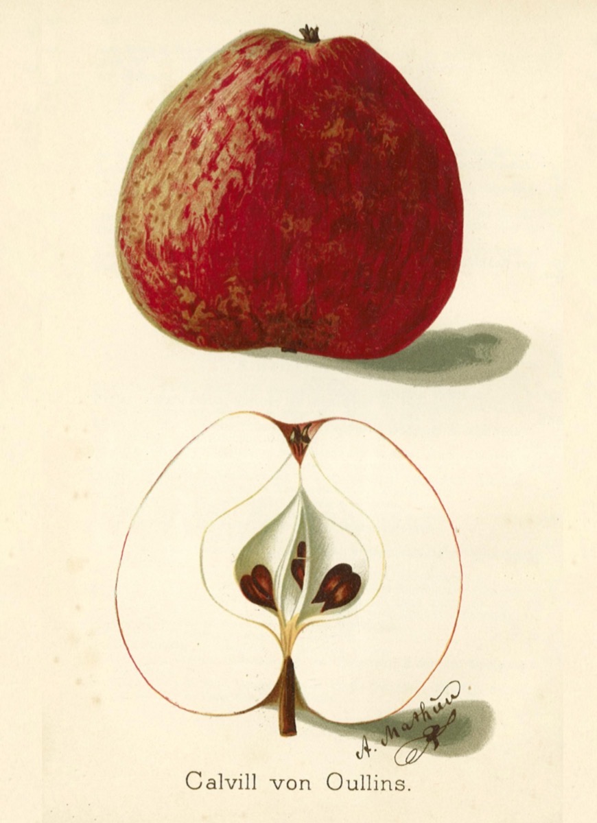 Historische Abbildung eines kräftig-roten und eines aufgeschnittenen Apfels; Deutsche Gartenbaubibliothek e.V.