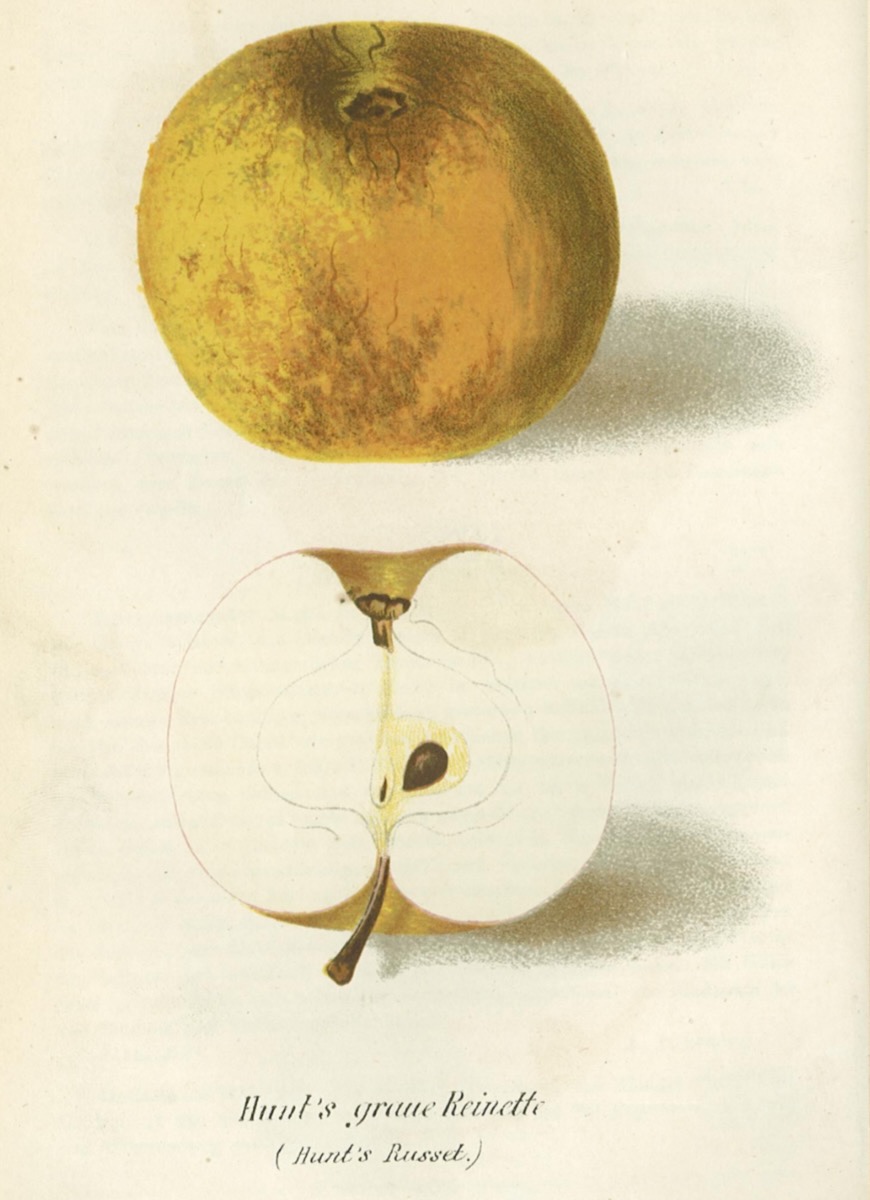 Historische Abbildung eines gelblichen, mit Rost bedeckten und eines aufgeschnittenen Apfels; BUND Lemgo
