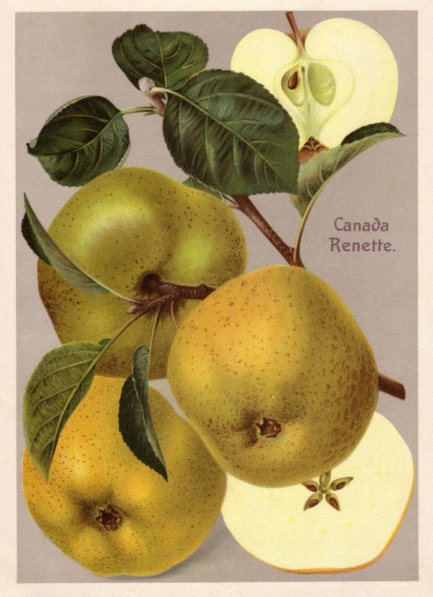 Historische Abbildung eines Zweigs mit Blättern und drei  grünlich-gelben Äpfeln und einem aufgeschnittenen Apfel; BUND Lemgo