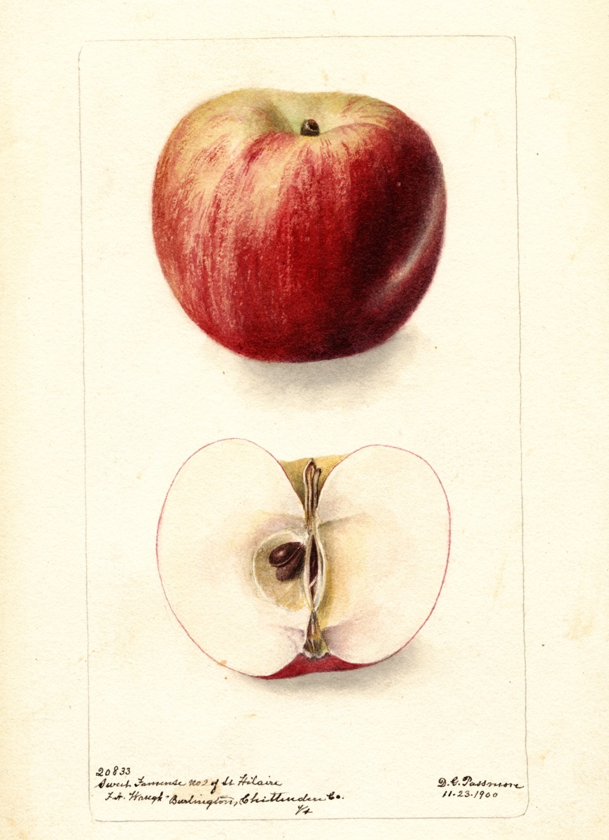 Historische Abbildung eines grünlich-roten und eines aufgeschnittenen Apfels; USDA