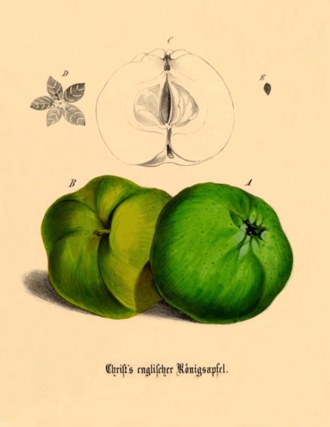 Historische Abbildung zweier grüner und eines aufgeschnittenen Apfels; BUND Lemgo