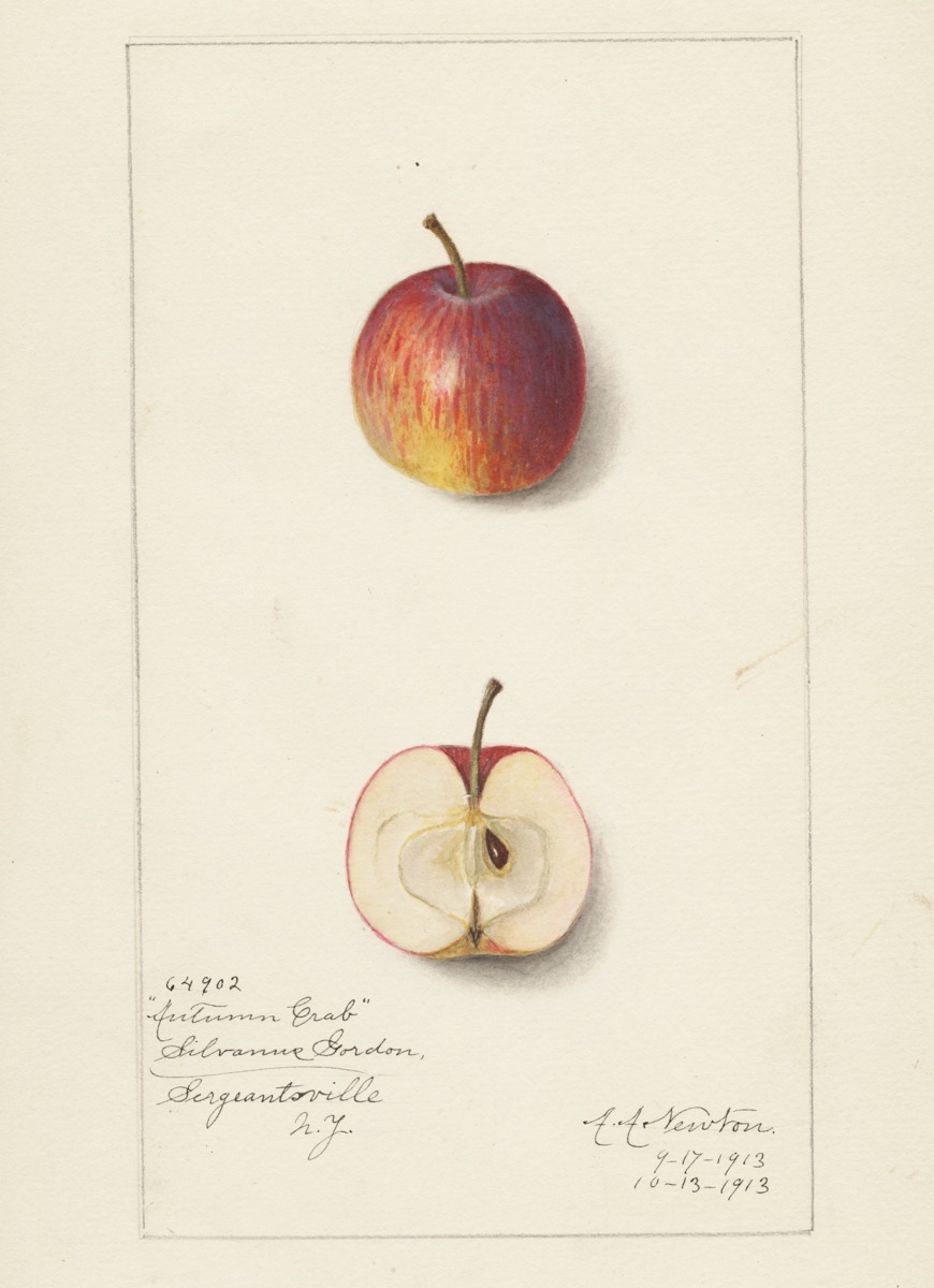 Historische Abbildung eines rot-gelblichen und eines aufgeschnittenen Apfels; USDA
