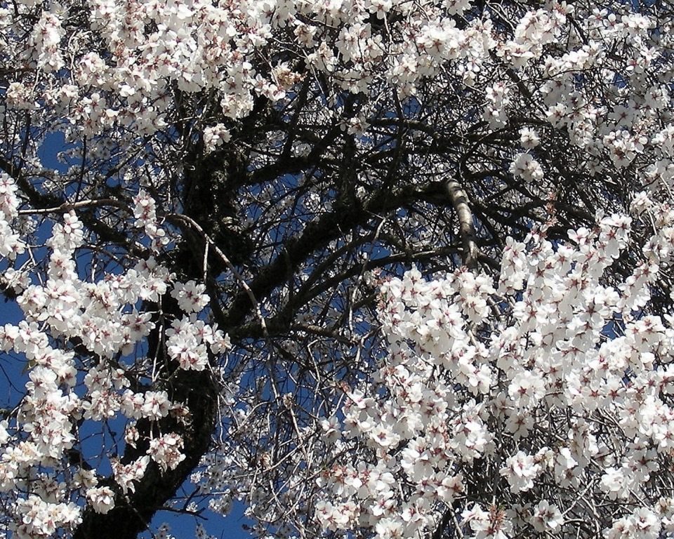 Blick in eine Baumkrone mit weißen Blüten