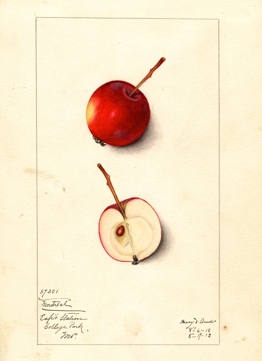 Historische Abbildung eines roten und eines aufgeschnittenen Apfels; USDA
