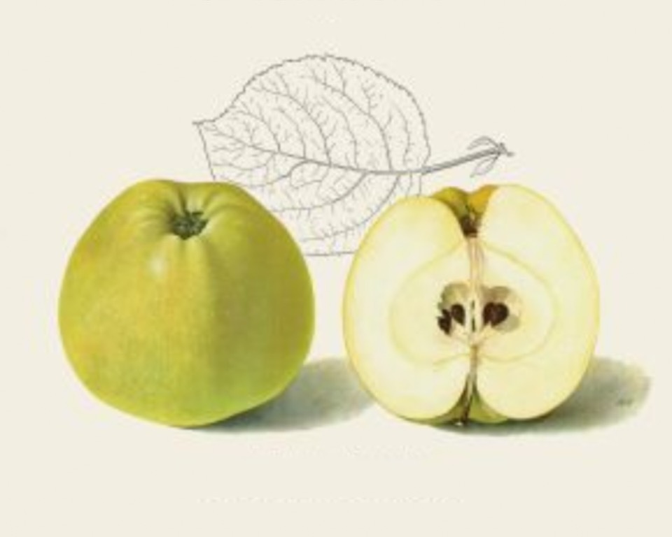 Historische Abbildung eines grünen und eines aufgeschnittenen Apfels sowie eines stilisierten Blattes; BUND Lemgo