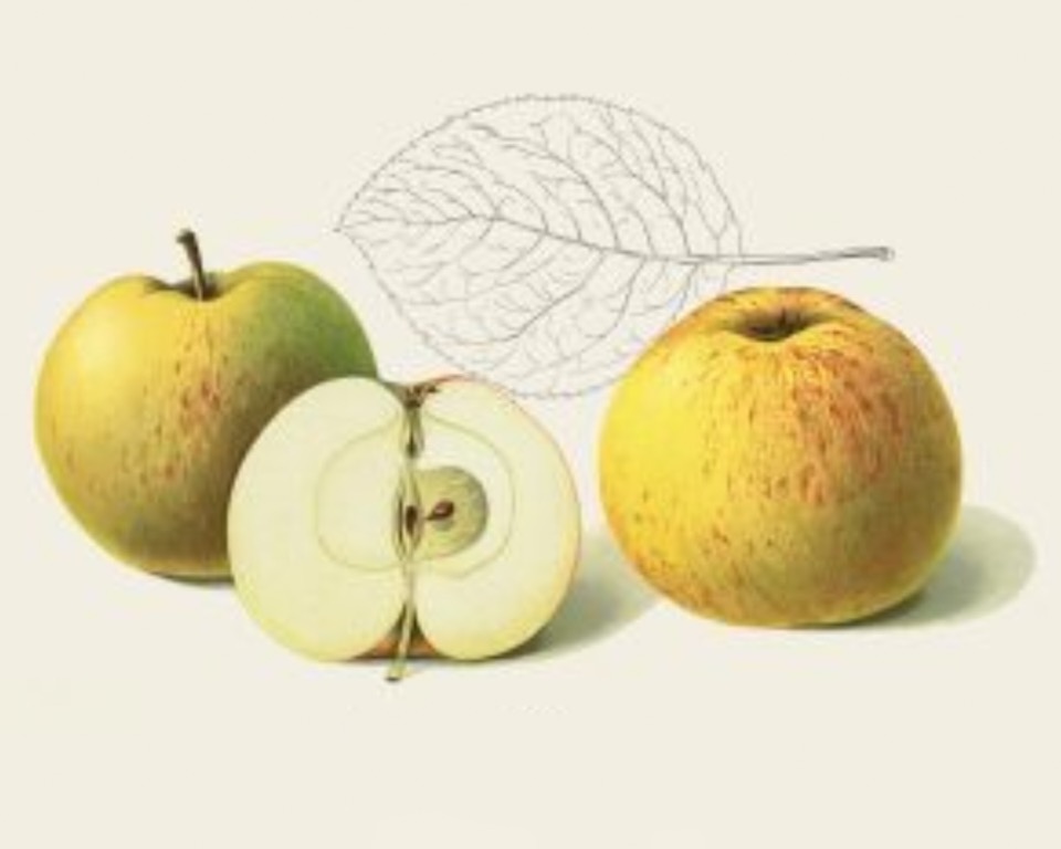 Historische Abbildung von zwei gelblich-rötlichen und einem aufgeschnittenen Apfels, dazu ein stilisiertes Blatt; BUND Lemgo