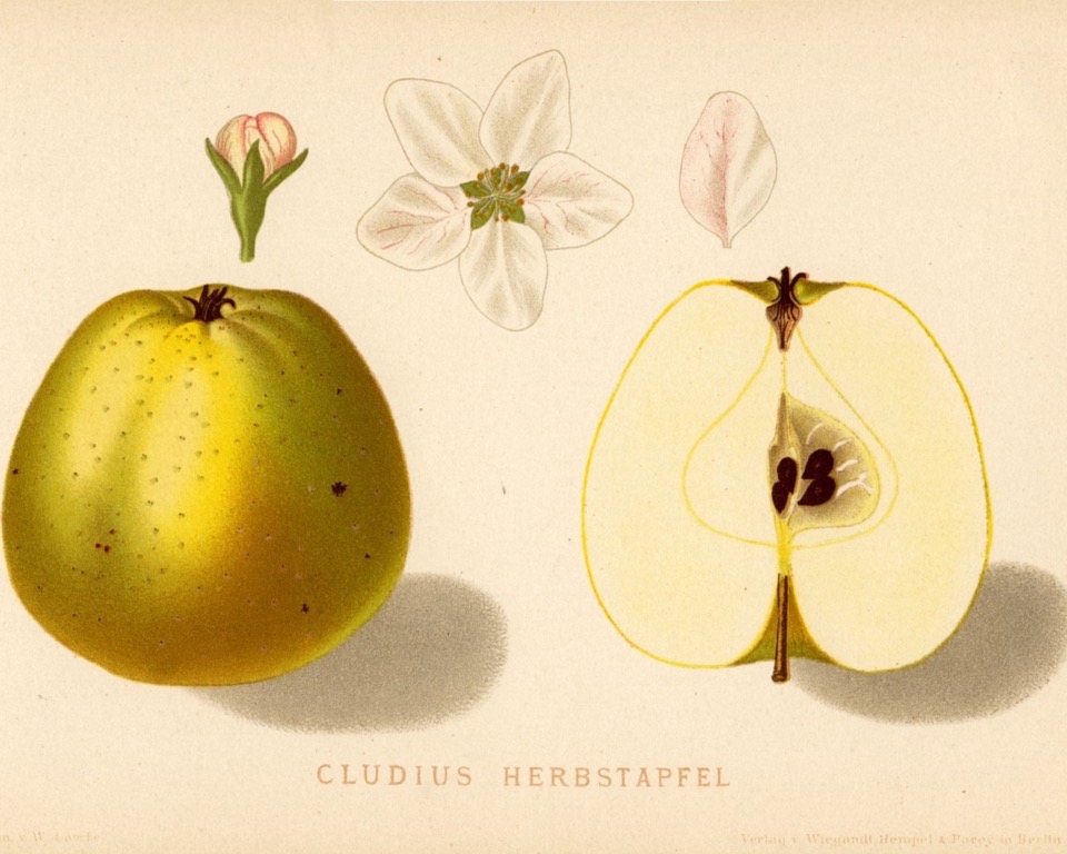 Historische Abbildung eines grüngelblich-rötlichen und eines aufgeschnittenen Apfels, dazu Knospe und Blüte; BHL