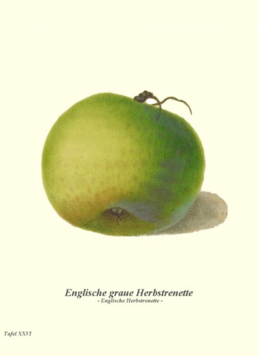 Historische Abbildung eines sehr grünen Apfels; BUND Lemgo