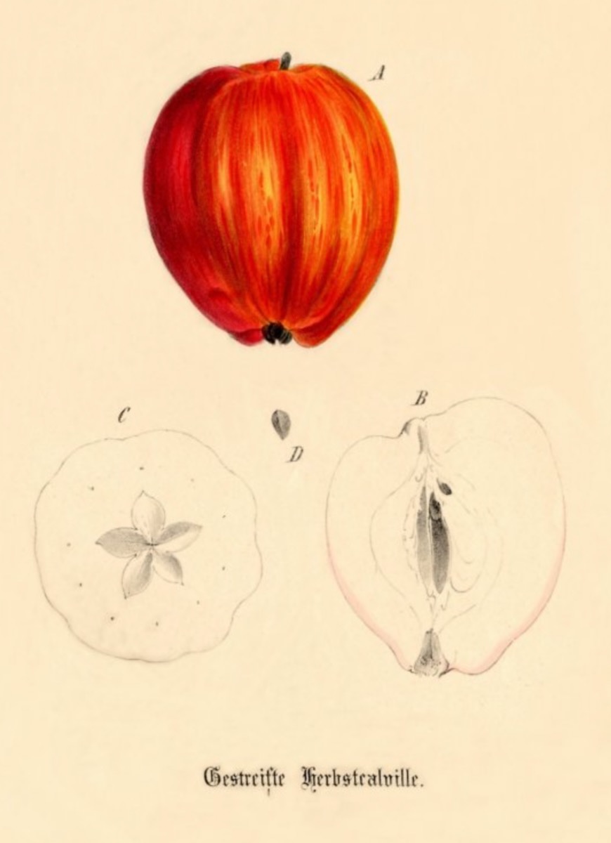 Historische Abbildung eines roten und eines aufgeschnittenen Apfels; BUND Lemgo