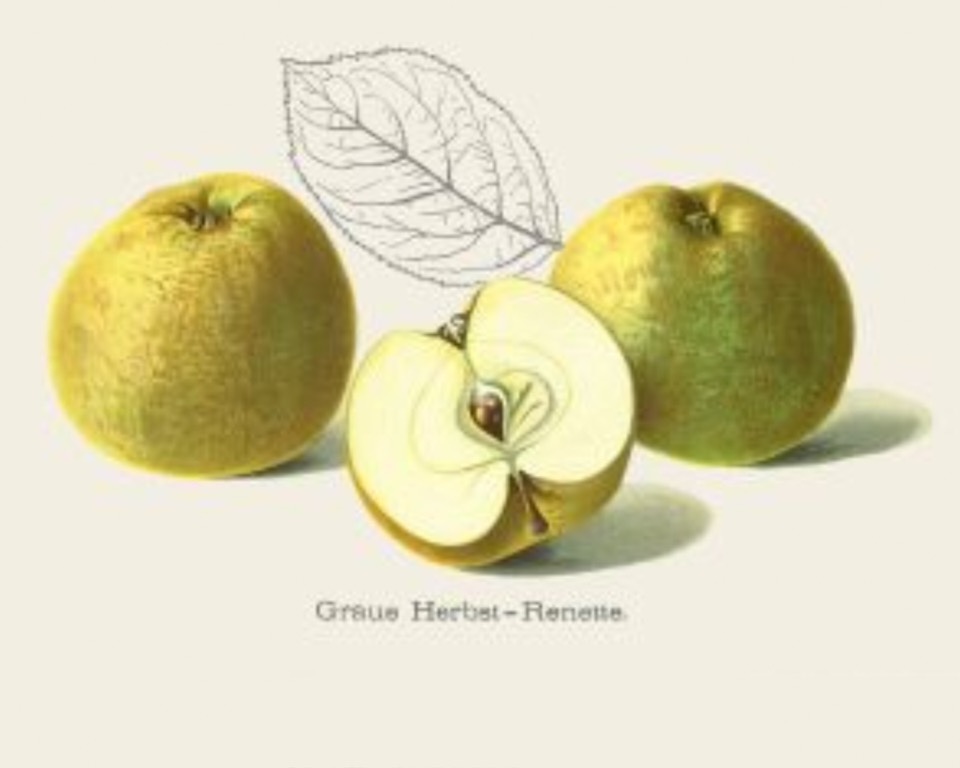 Historische Abbildung von zwei gelblich-grünen und eines aufgeschnittenen Apfels sowie einem stilisierten Blatt; BUND Lemgo