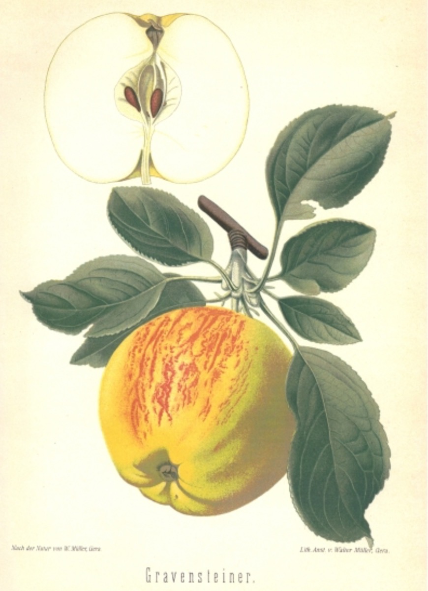 Historische Abbildung eines gelblich-rötlichen Apfels an einem Zweig mit Blättern und eines aufgeschnittenen Apfels; BUND Lemgo