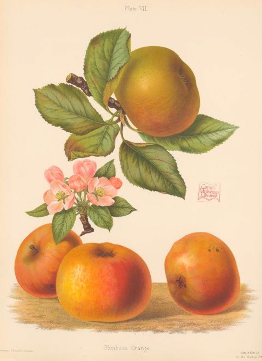 Historische Abbildung von gelblich-orangenen Äpfeln und einem Zweig mit Blättern;Biodiversity Heritage Library