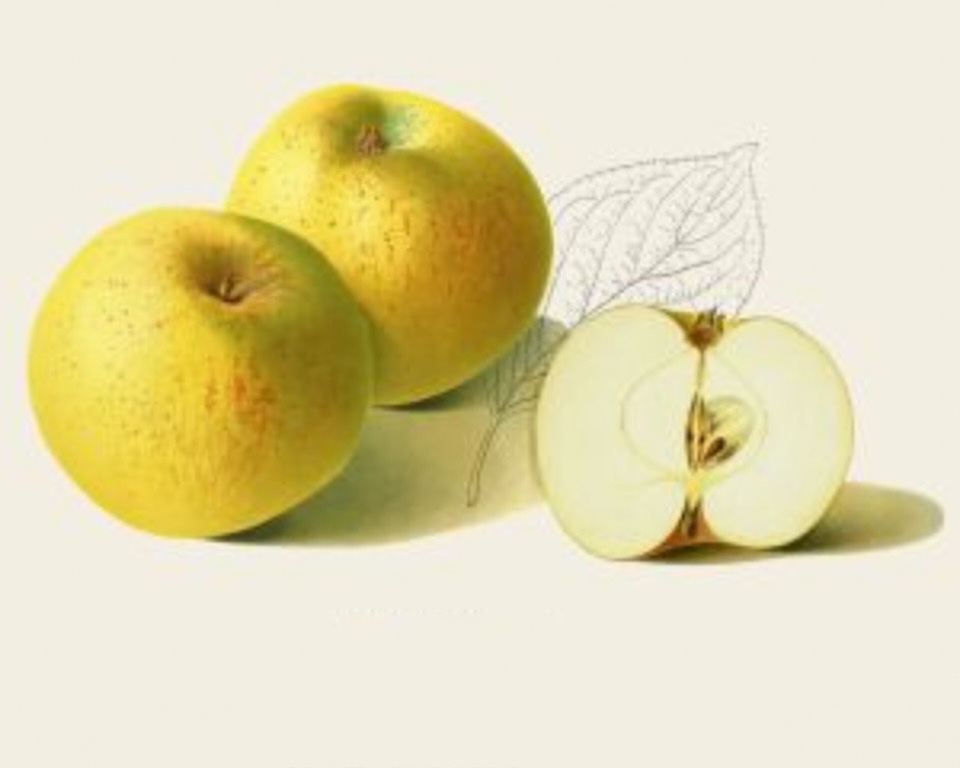 Historische Abbildung von zwei gelben Äpfeln, einem stilsierten Blatt und einem aufgeschnittenen Apfels; BUND Lemgo