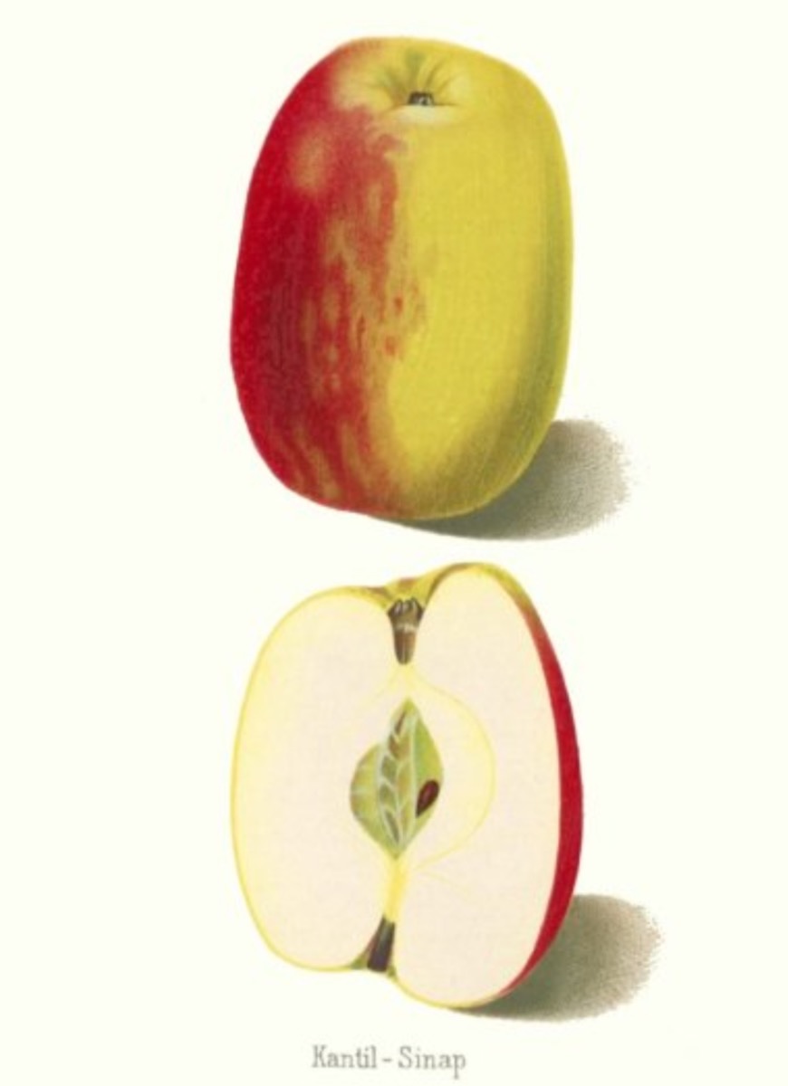 Historische Abbildung eines gelblich-roten und eines aufgeschnittenen Apfels; BUND Lemgo