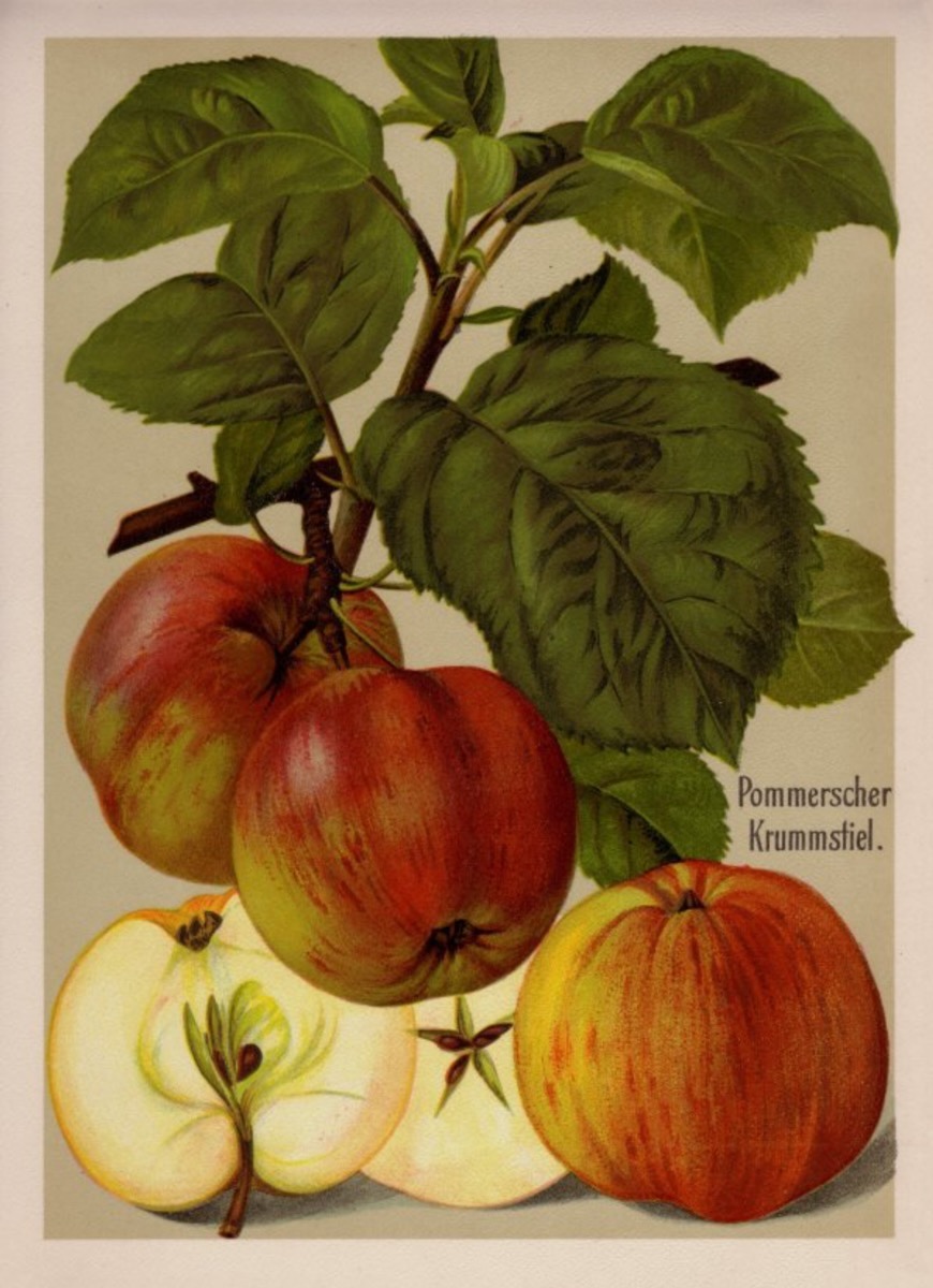 Historische Abbildung von rot-gelblichen Äpfeln mit Zweig nd Blättern und  einem aufgeschnittenen Apfels; BUND Lemgo