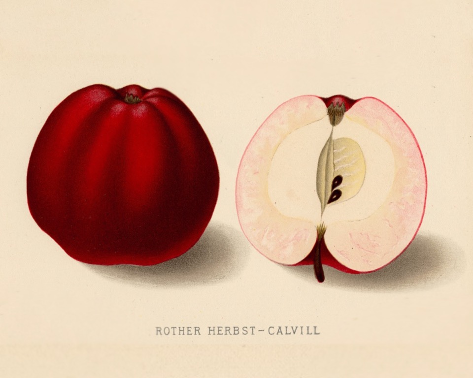 Historische Abbildung eines dunkelroten und eines aufgeschnittenen Apfels; Wageningen University & Research