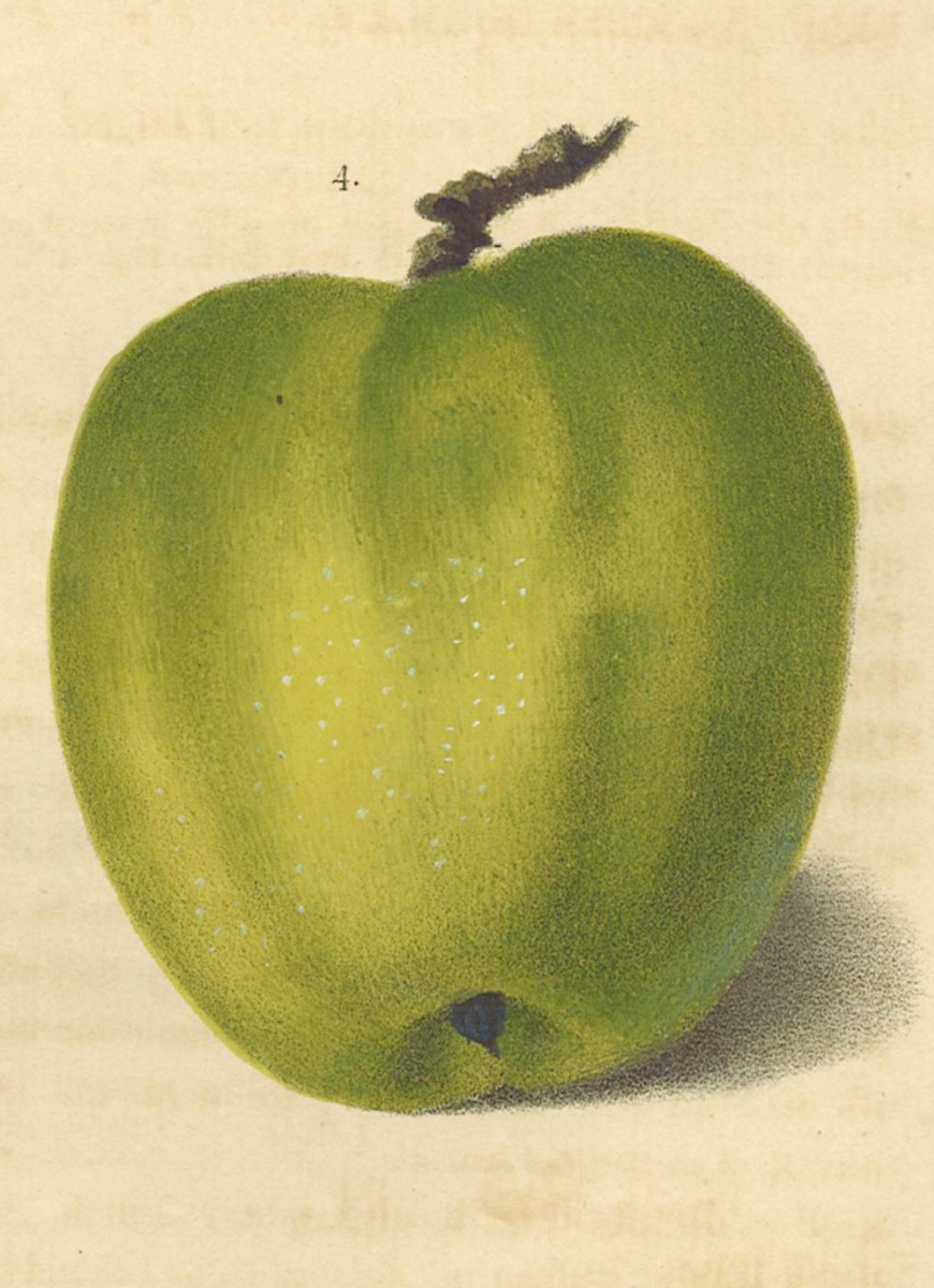 Historische Abbildung eines hellgrünen Apfels; Dt. Gartenbaubibliothek e.V.