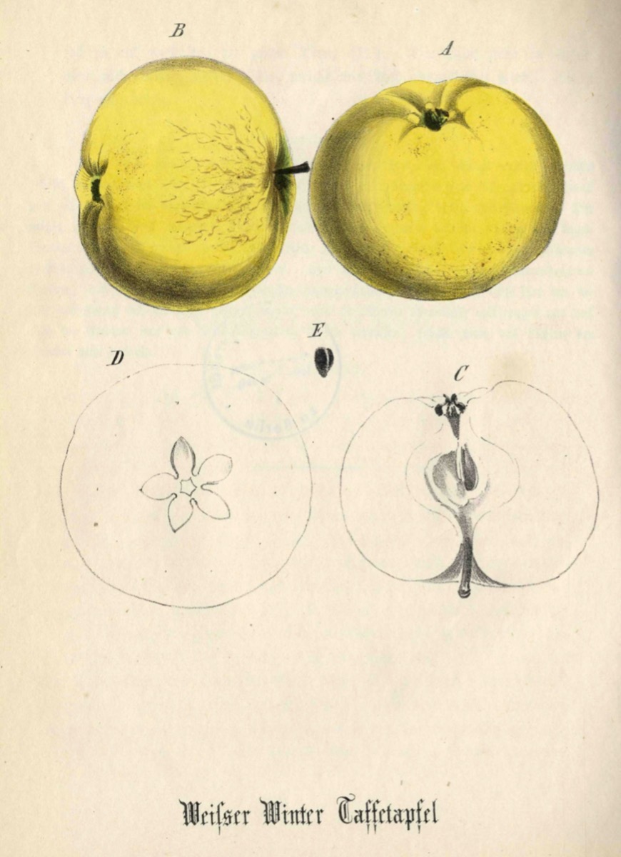 Historische Abbildung eines gelblichen in zwei Anichten und eines aufgeschnittenen Apfels; BUND Lemgo