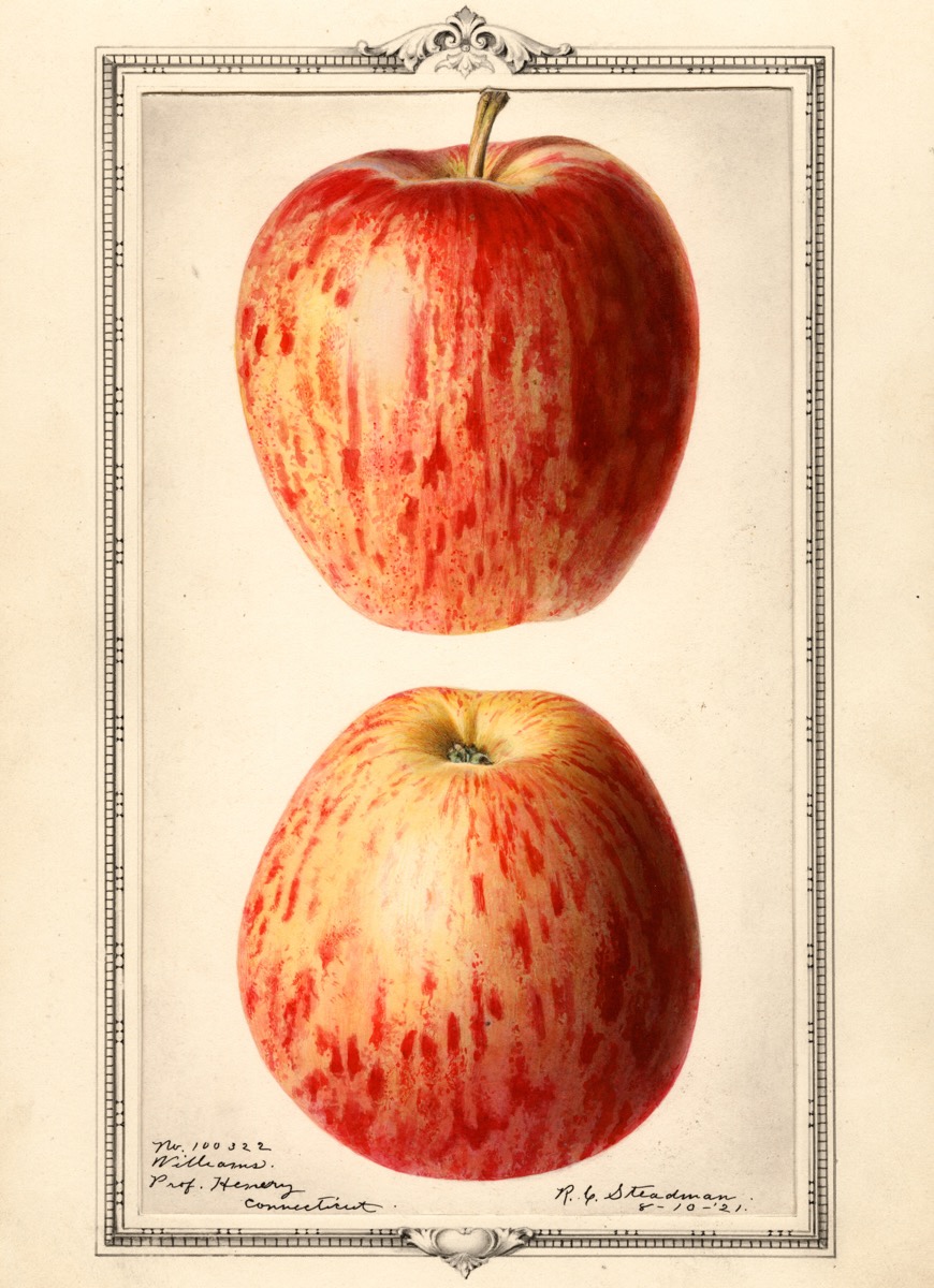 Historische Abbildung eines gelb-rot-gefleckten Apfels in zwei Ansichten; USDA
