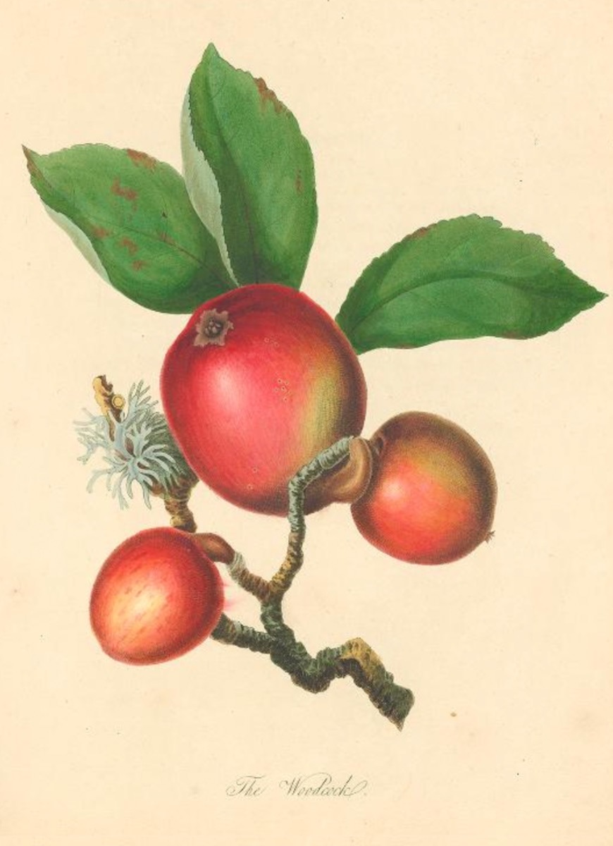 Historische Abbildung von drei kleinen roten Äpfeln an einem Zweig mit Blättern; Biodiversity Heritage Library