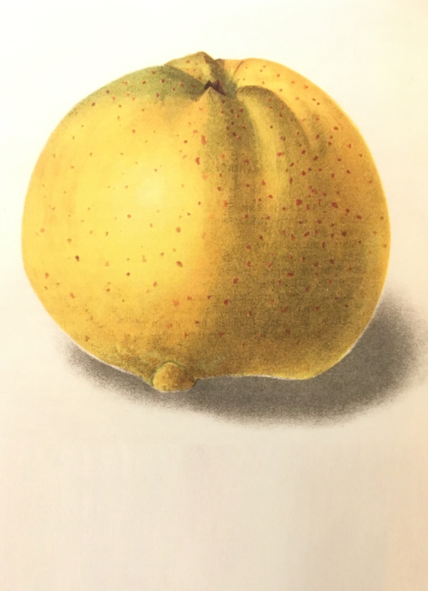 Historische Abbildung eines gelben Apfels mit rötlichen Punkten; Verlag Hermann Schmidt
