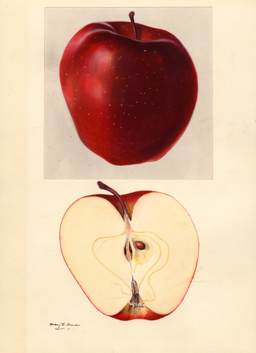 Historische Abbildung eines dunkelroten und eines aufgeschnittenen Apfels; USDA