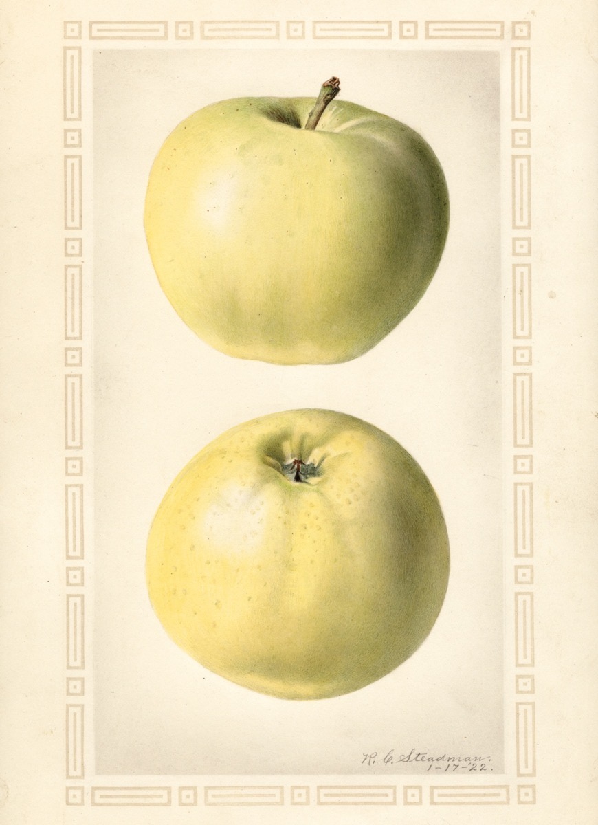 Historische Abbildung von zwei gelb-grünlichen Äpfeln; USDA