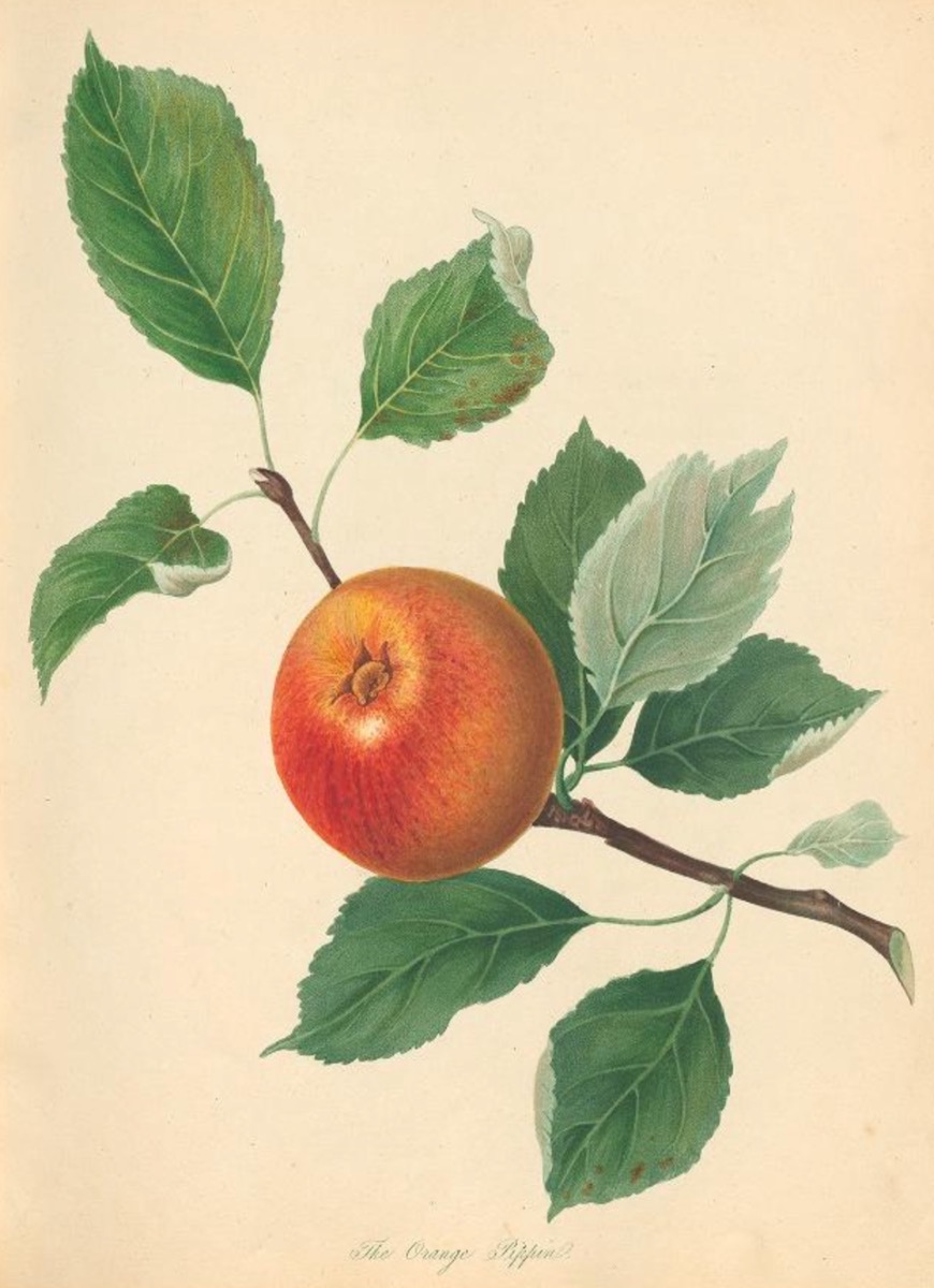 Historische Abbildung eines orange-rötlichen Apfels an einem Zweig mit Blättern; Biodiversity Heritage Library