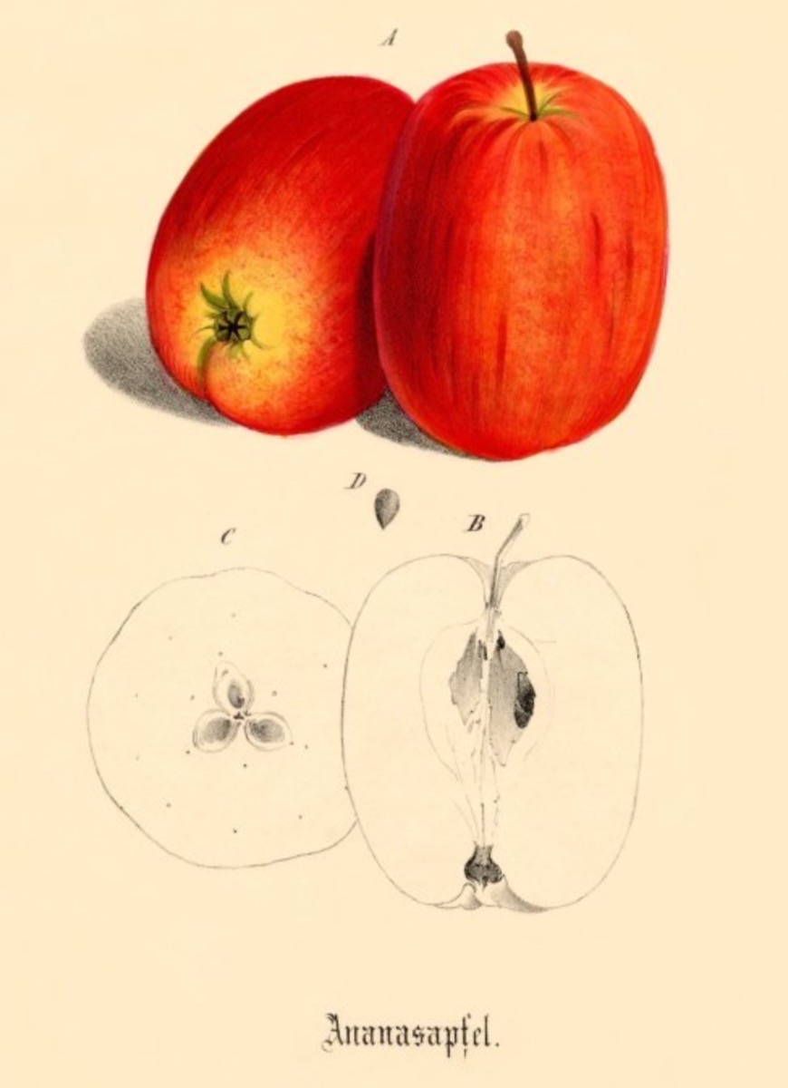 Historische Abbildung von zwei länglichen rötlichen Äpfeln und der Zeichnung eines aufgeschnittenen Apfels; BUND Lemgo
