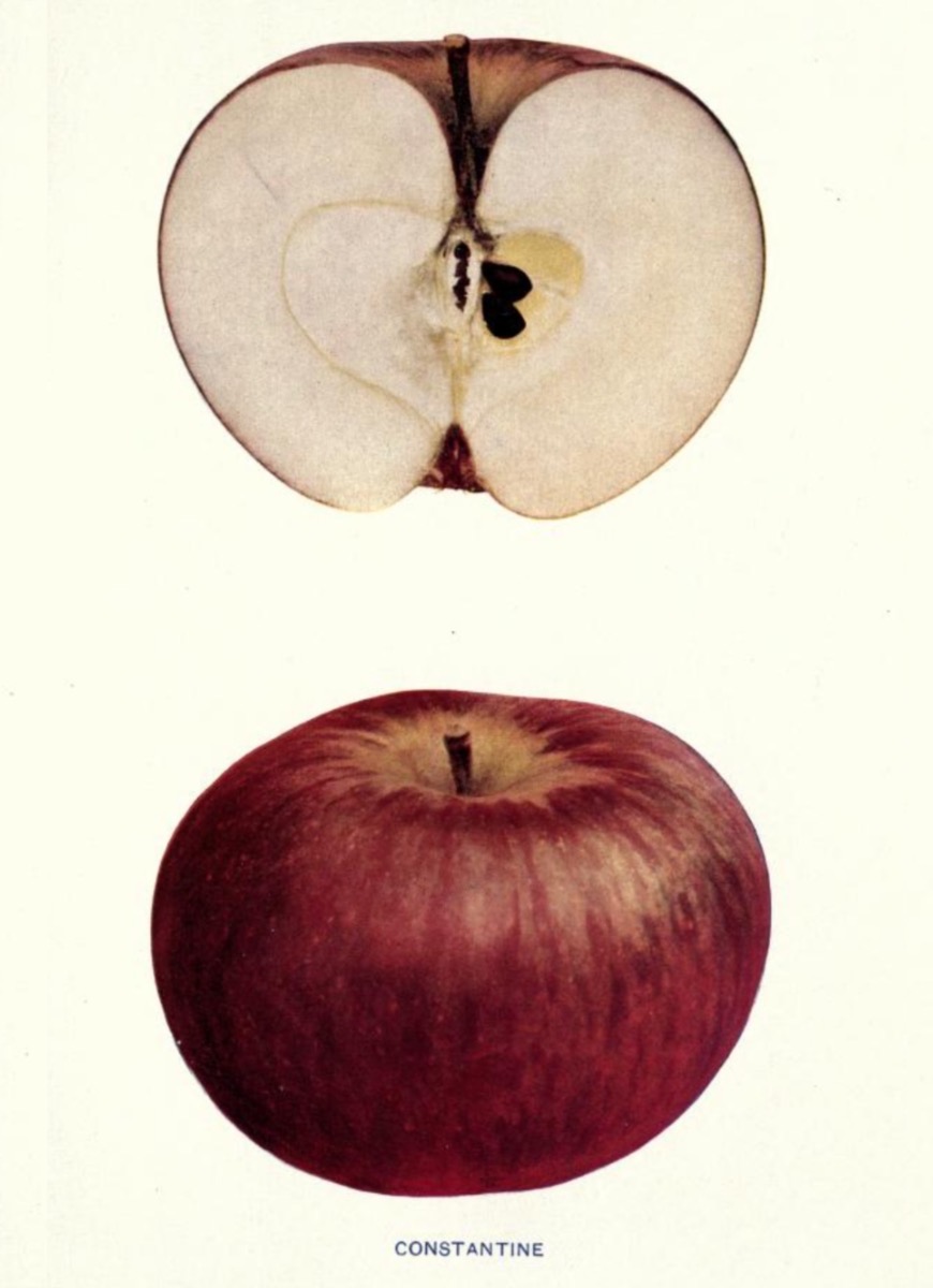 Fotografie eines roten und eines aufgeschnittenen Apfels; Biodiversity Heritage Library
