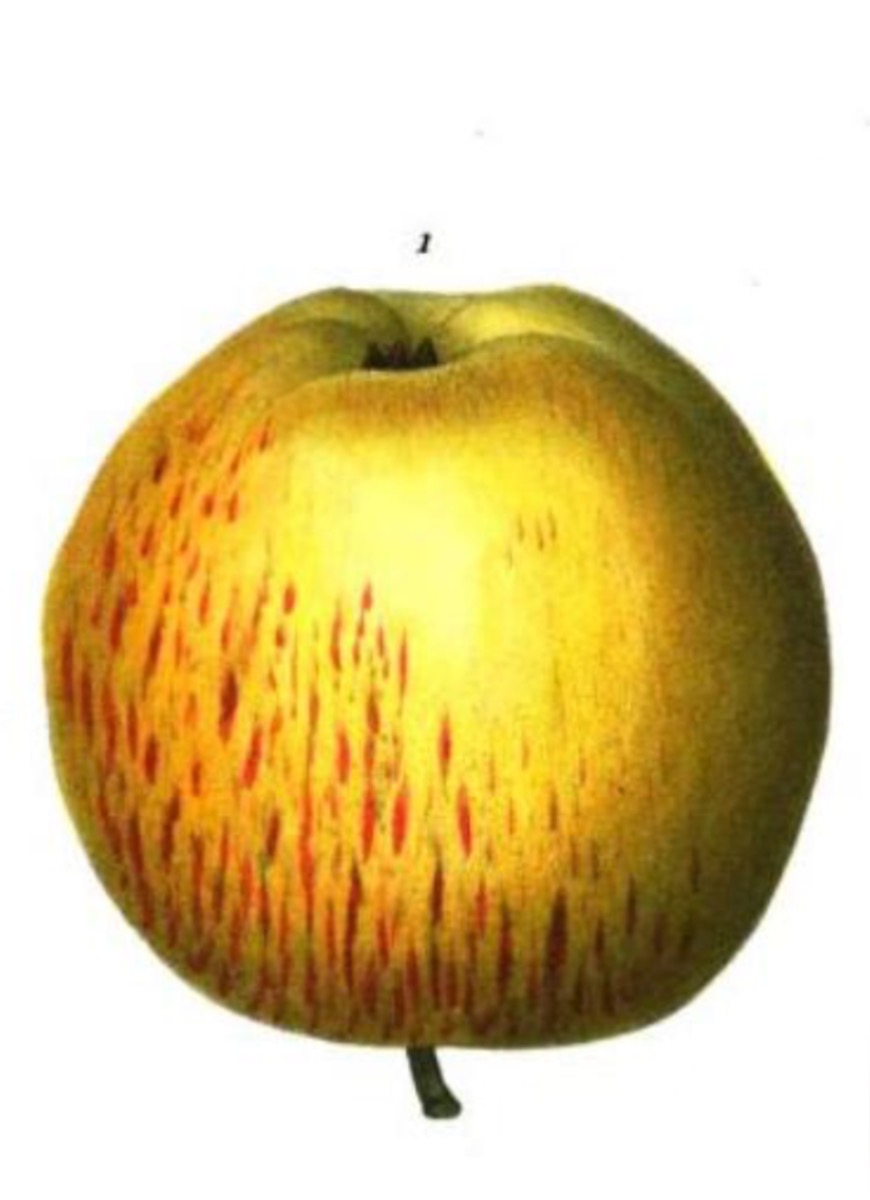 Historische Abbildung eines gelblich-rötlichen Apfels; Bib.Digital de Real Jardin Botanico de Madrid