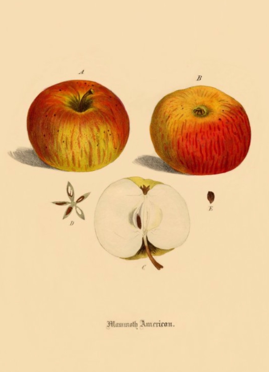 Historische Abbildung von zwei rot-gelblichen und einem aufgeschnittenen Apfels; BUND Lemgo