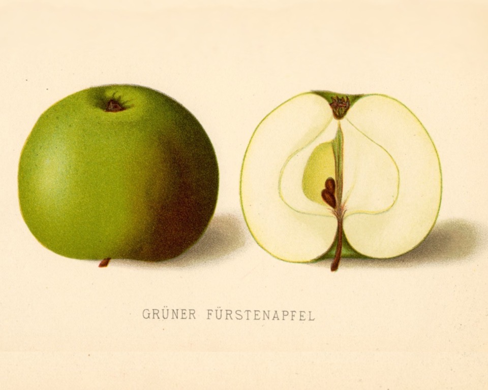 Historische Abbildung eines grünen und eines aufgeschnittenen Apfels; Biodiversity Heritage Library