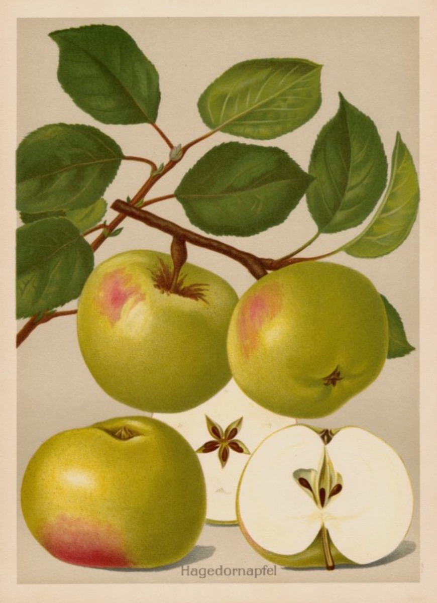 Historische Abbildung von grün-rötlichen Äpfeln an einem Zweig mit Blättern, und eines aufgeschnittener Apfel; BUND Lemgo
