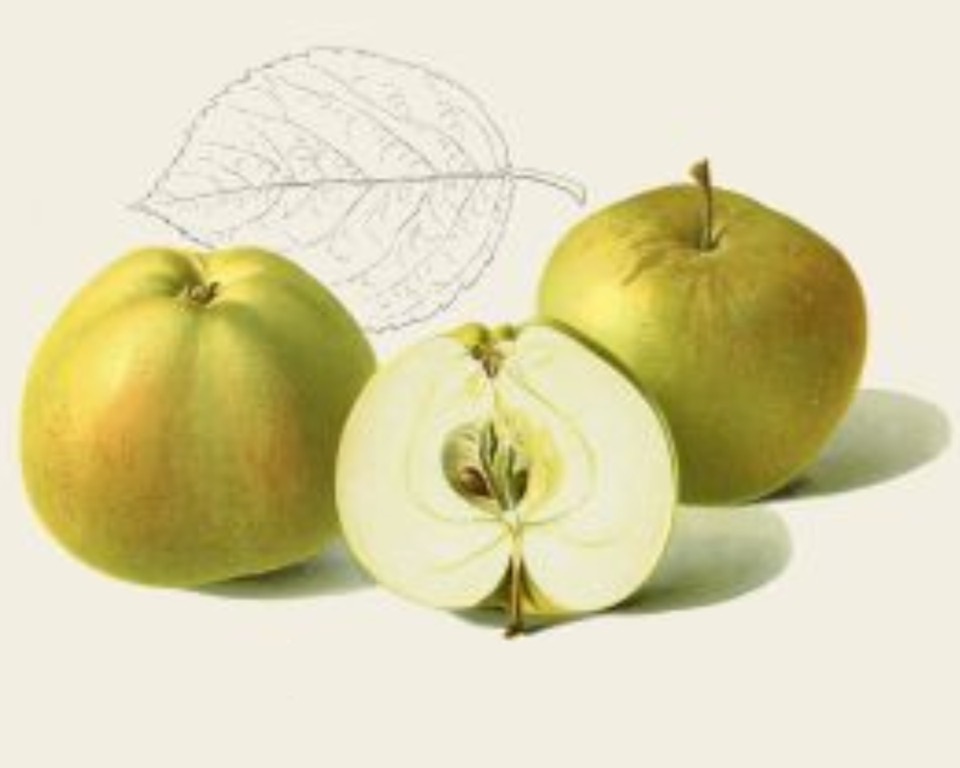 Historische Abbildung von zwei gelblich-grünen und einem aufgeschnittenen Apfel, dazu ein stilisiertes Blatt; BUND Lemgo