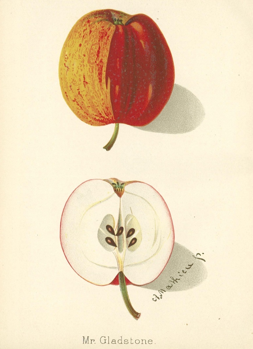 Historische Abbildung eines gelb-roten und eines aufgeschnittenen Apfels; BUND Lemgo