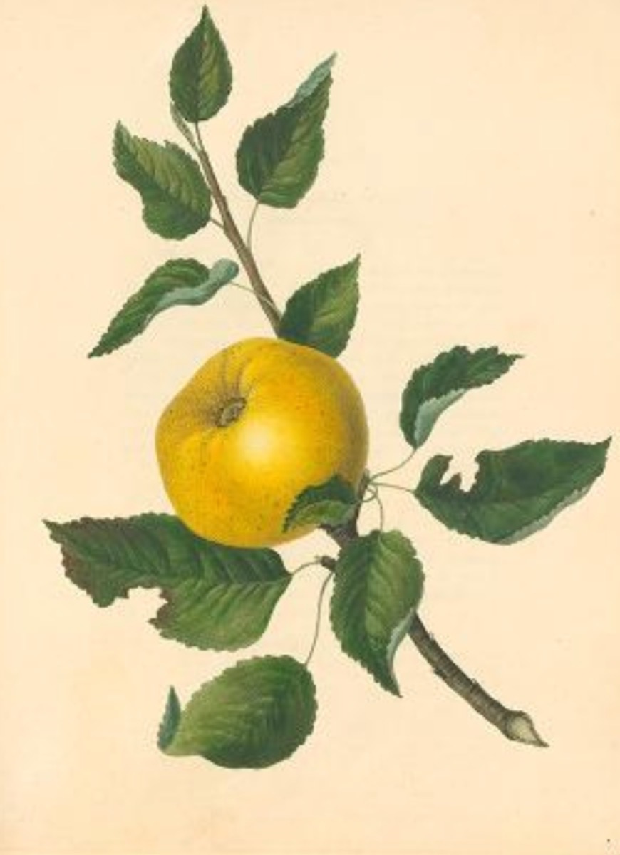 Historische Abbildung eines gelblichen Apfels an einem Zweig mit Blättern; Biodiversity Heritage Library