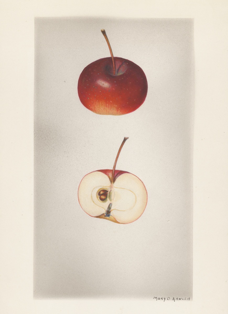 Historische Abbildung eines flachen, roten und eines aufgeschnittenen Apfels; USDA