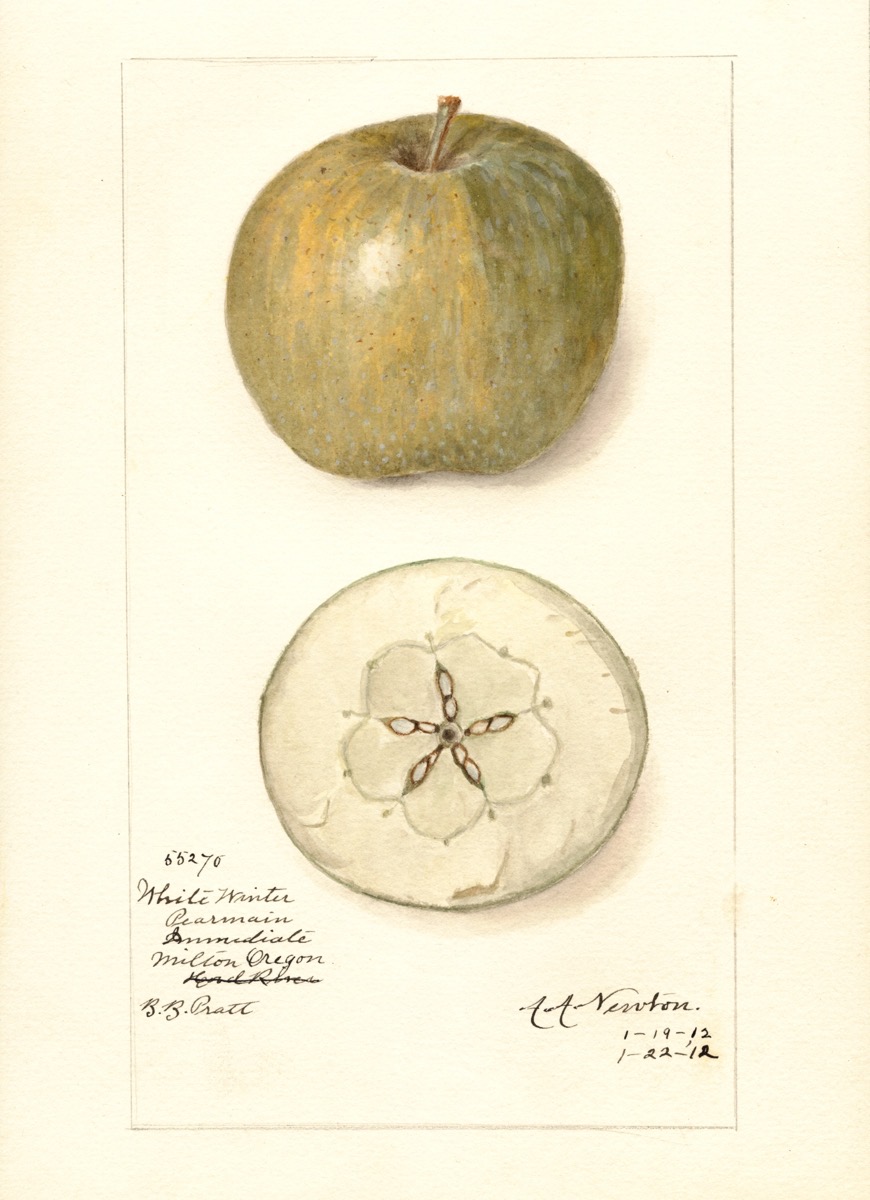 Historische Abbildung eines gelblich-gelben und eines aufgeschnittenen Apfels; USDA