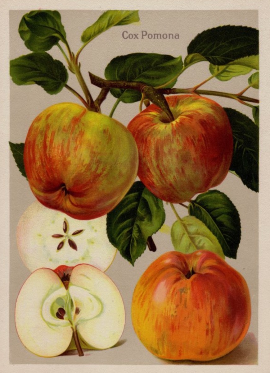 Historische Abbildung von grünlich-roten Äpfeln an einem Zweig mit Blättern und einem aufgeschnittenen Apfel; BUND Lemgo