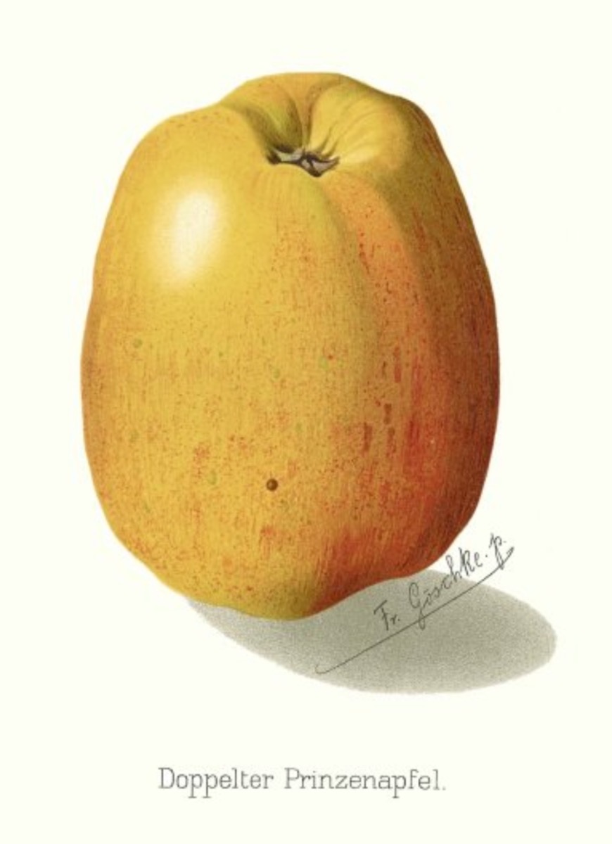 Historische Abbildung eines gelblich-rötlichen, länglichen Apfels; BUND Lemgo