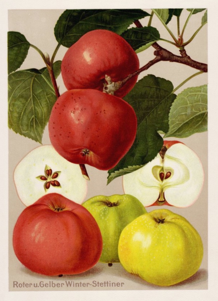 Historische Abbildung von roten und grünlich-gelben Äpfelnm dazu ein Zweig mit Blättern und ein aufgeschnittener Apfel; BUND Lemgo