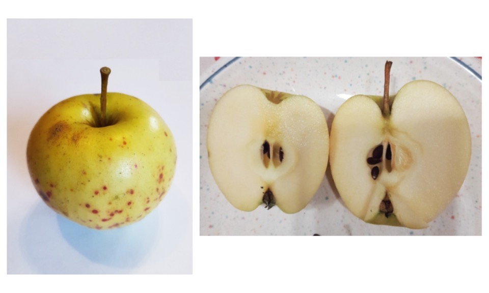 Zwei Fotos zeigen einen gelben Apfel mit roten Flecken und einem langen Stiel, das andere einen aufgeschnittenen Apfel dieser Sorte
