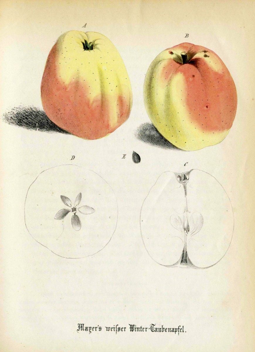 Historische Abbildung von zwei gelblich-rötlichen Äpfeln und einem aufgeschnittenen Apfel; Dt. Gartenbaubibliothek e.V.