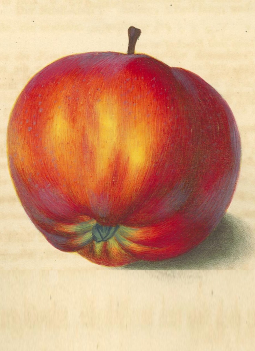 Historische Abbildung eines roten Apfels mit gelborangen; Dt. Gartenbaubibliothek e.V.