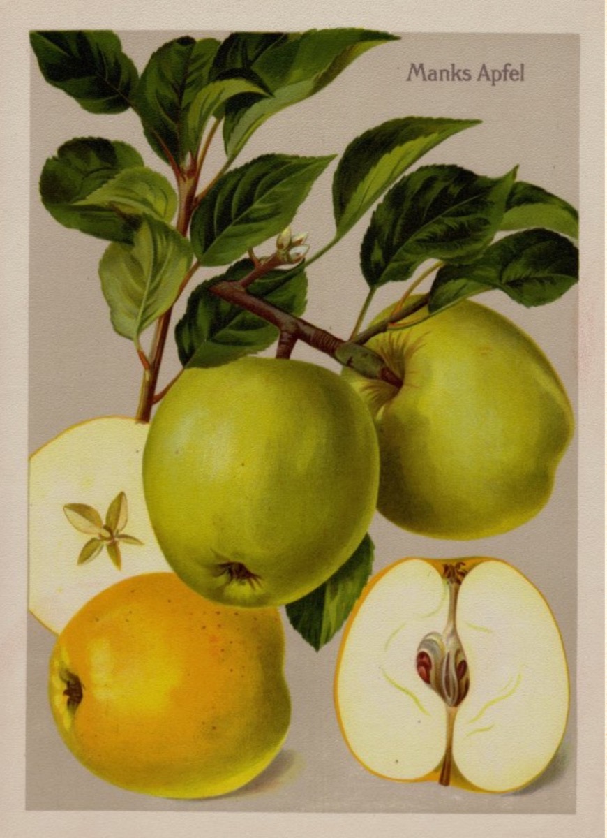 Historische Abbildung von zwei grünlichen Äpfeln an einem Zweig mit Blättern, einem gelb-orangen und einem aufgeschnittenen Apfel; BUND Lemgo