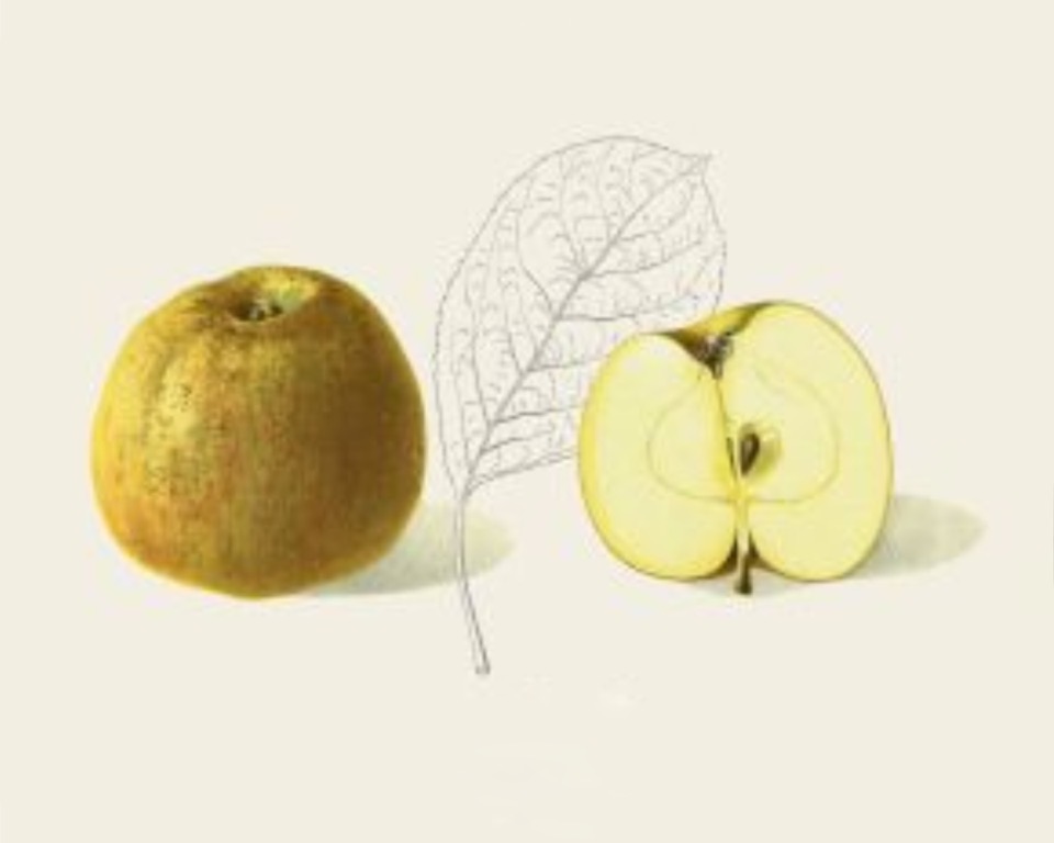 Historische Abbildung eines gelblich-grünlichen und eines aufgeschnittenen Apfels, dazwischen ein stilisiertes Blatt; BUND Lemgo