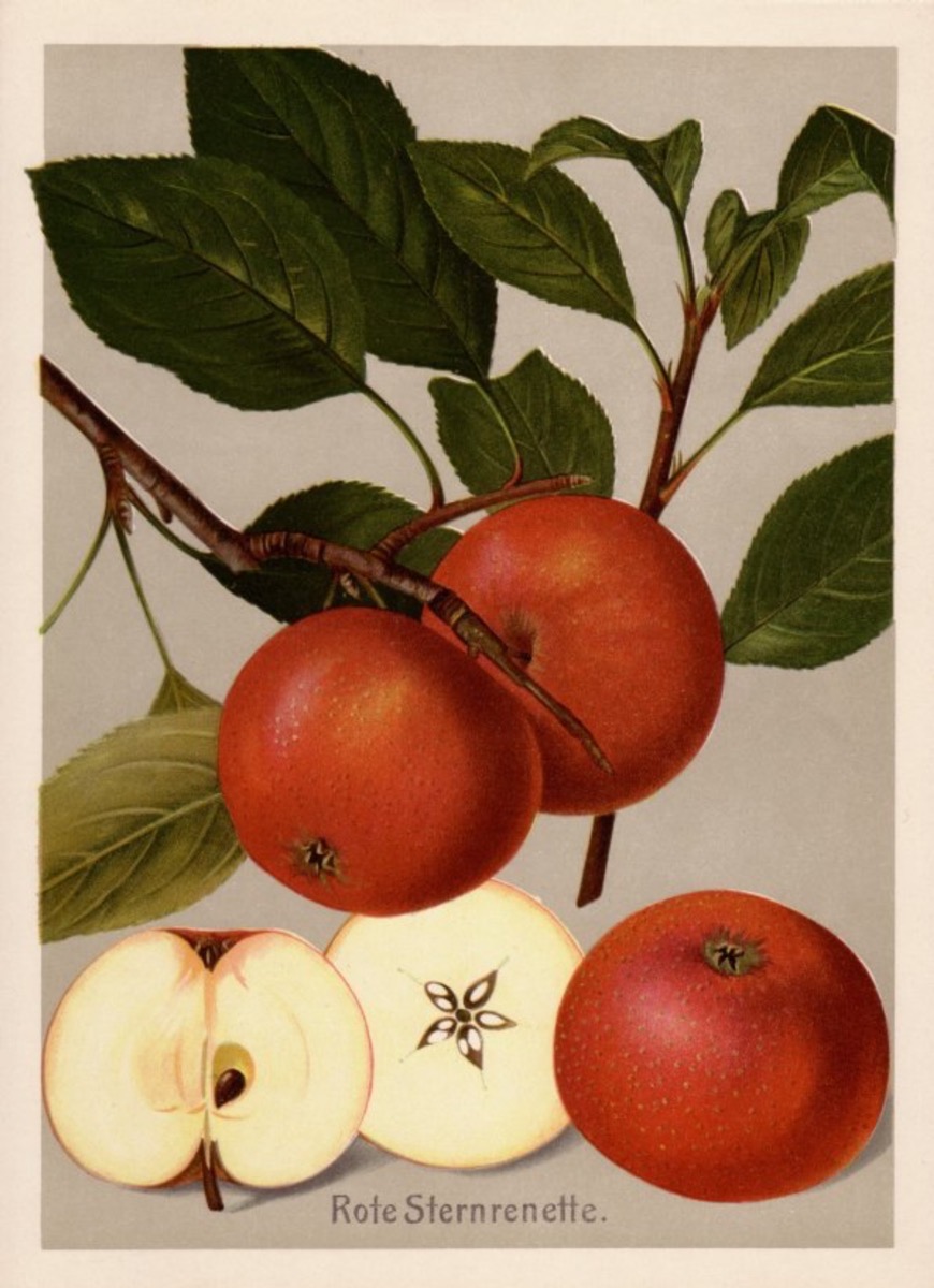 Historische Abbildung von roten Äpfeln am Ast mit Blättern und eines aufgeschnittenen Apfels; BUND Lemgo