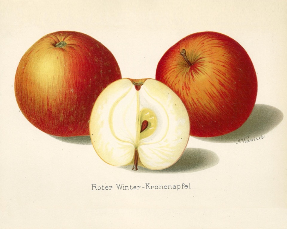 Historische Abbildung von zwei roten Äpfeln und eine aufgeschnittenen Apfels; Dt. Gartenbaubibliothek e.V.