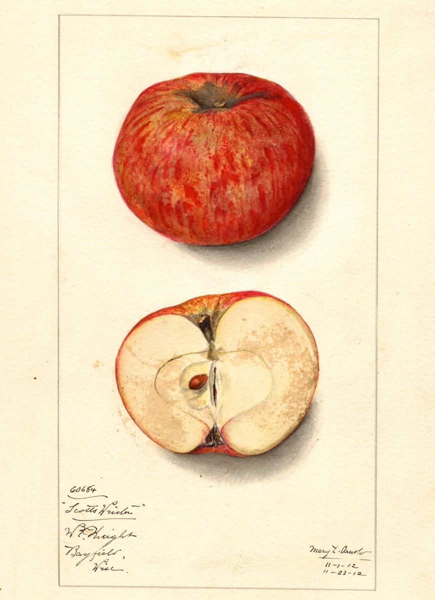 Historische Abbildung eines roten Apfels mit gelblichen Streifen und eines aufgeschnittenen Apfels; USDA